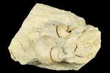 Ordovician Gastropod (Trochonema) Fossil - Wisconsin #174399-2